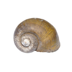 Snail shells isolated on a white background