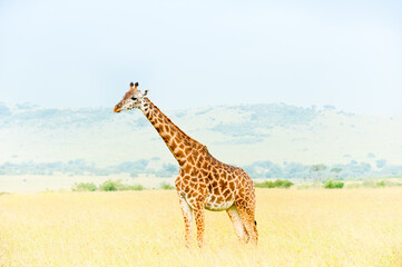 Giraffe, Kenya, Africa