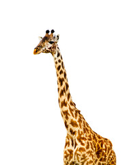 A giraffe, isolated on white background