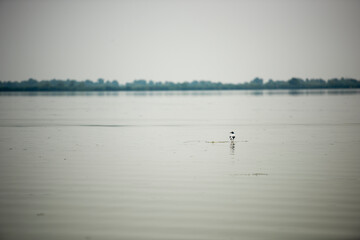 Landscape with waterline and a solitary bird in Danube Delta,  Romania,  at evening time,  summer day