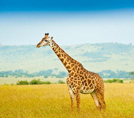 Obraz premium Giraffe in savannah. Wild nature. Kenya. Africa