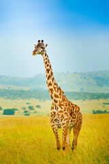 A giraffe in wild nature, Kenya, Africa
