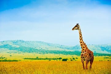 Giraffe in savanna, Kenya, Africa