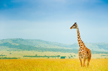 Obraz premium A giraffe in wild nature, Kenya, Africa