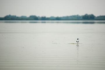 Landscape with waterline and a solitary bird in Danube Delta,  Romania,  at evening time,  summer day