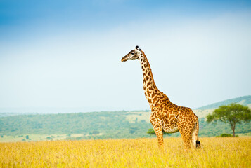 Obraz premium Giraffe in savannah. Wild nature. Kenya. Africa