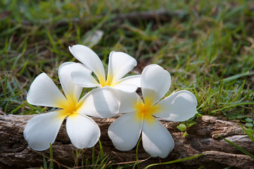 White plumeria on the root of tree and grass background.