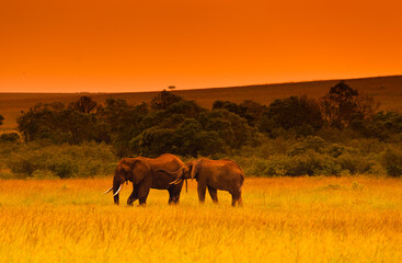 Naklejka na ściany i meble Two elephants at evening in savanna, Kenya, Africa (tone correction)