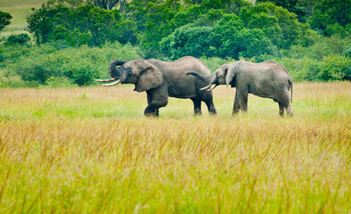 Fototapeta premium Two elephants, Kenya