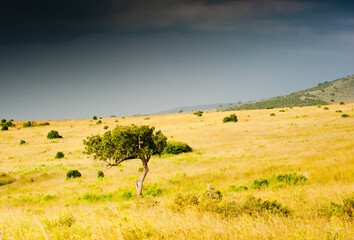 Savanna. Black clouds. Kenya. Africa