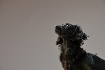 グレーバックでのシンプルなミニチュアダックスのポートレート