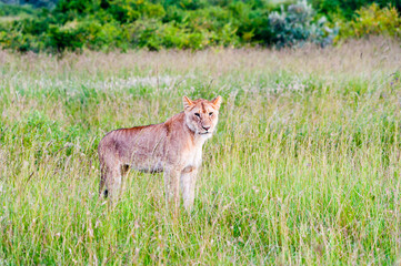 Lion in wild nature, Kenya, Africa