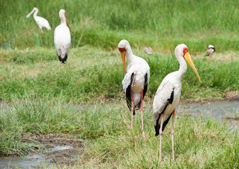 Yellow-billed storks (Mycteria ibis) in wild nature. Kenya. Africa
