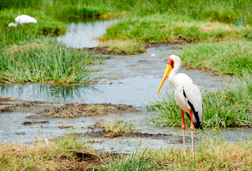 Yellow-billed stork, Kenya, Africa