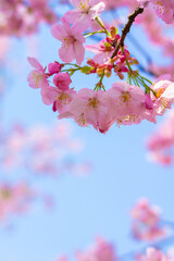Cherry blossoms in full bloom in Wuhan East Lake Sakura Garden in warm spring