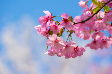 Cherry blossoms in full bloom in Wuhan East Lake Sakura Garden in warm spring