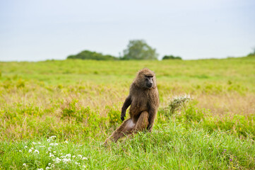 Baboon. Wild nature. Kenya. Africa