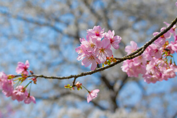 Cherry blossoms in full bloom in Wuhan East Lake Sakura Garden in warm spring