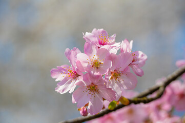 Cherry blossoms in full bloom in Wuhan East Lake Sakura Garden in warm spring