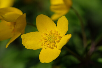 Makro der Blüte der seltenen Wildblume Gelbes Windröschen (lat.: Anemone ranunculoides) im Frühling
