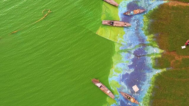 Aerial view of Ben Nom fishing village, a brilliant, fresh, green image of the green algae season on Tri An lake, with many traditional fishing boats anchored. Location in Dong Nai province, Vietnam