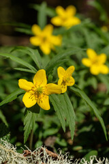 Nahaufnahme einer Gruppe der selteten Wildblume Gelbes Windröschen (lat.: Anemone ranunculoides) im Frühling