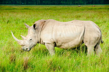 Obraz premium A rhino, Kenya