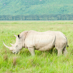 Fototapeta premium Rhino in wild nature, Kenya, Africa