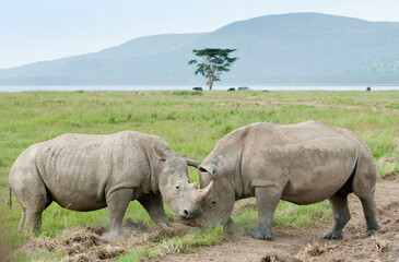 Obraz premium Two rhinos, Kenya, Africa