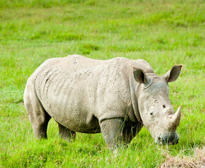 Rhinoceros (rhino) in wild nature. Kenya. Africa