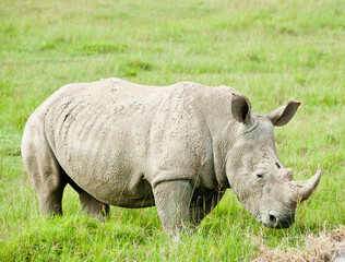 Naklejka premium Rhinoceros (rhino) in wild nature. Kenya. Africa