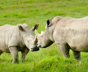 Obraz premium Two rhinos in wild nature, Kenya, Africa