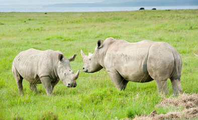 Fototapeta premium Two rhinos, Kenya, Africa