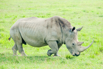 Obraz premium A rhino in wild nature, Kenya, Africa
