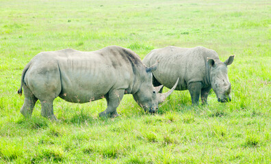 Obraz premium Two rhinos, Kenya, Africa