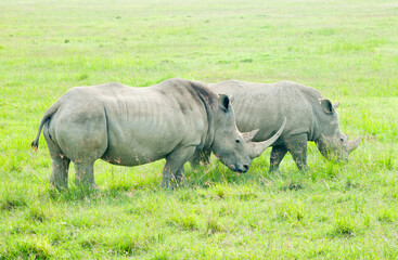 Fototapeta premium Two rhinos in wild nature, Kenya, Africa