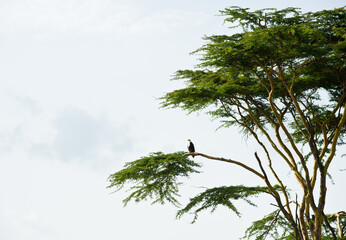 The African fish eagle (Haliaeetus vocifer) sits on a tree
