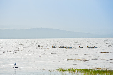 Great White Pelicans in wild nature. Kenya. Africa
