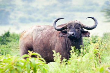 african buffalo im wild nature, Kenya. Africa