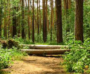 Trees fell on the road. Fallen tree blocks the path in the forest. Selective focus blur.