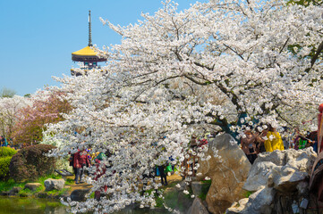 Cherry blossoms in full bloom in Wuhan East Lake Sakura Garden in warm spring