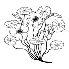 Nasturtium plant with flowers. Vector stock illustration eps10. Outline. Hand drawing. White background.