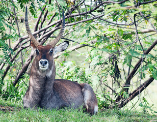 An antelope in wild nature, Kenya, Africa