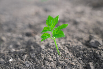 green sprout growing on fresh black soil