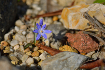 Blaustern im Frühjahr