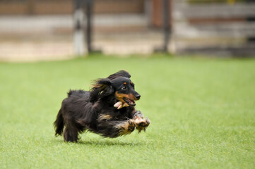 ドッグランで遊ぶミニチュアダックスフンド