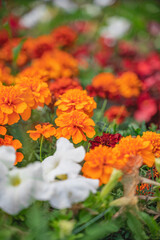 bright colorful e flowers, close up