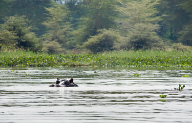 A hippo, lake Naivasha, Kenya, Eastern Africa
