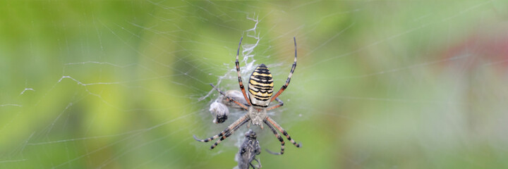 a large spider sits in a web