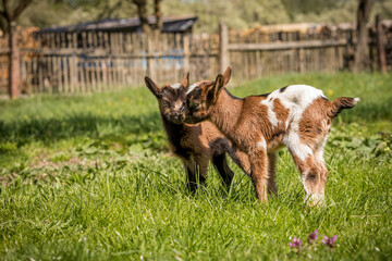 litle goats on the meadow 
